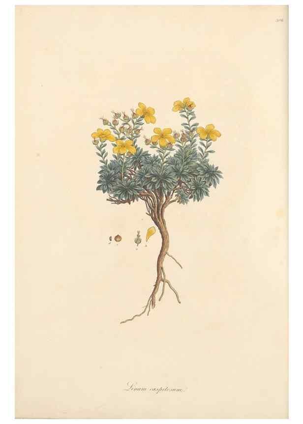 Reproducción/Reproduction 49556865408: Flora Graeca, sive, Plantarum rariorum historia, quas in provinciis aut insulis Graeciae /. Londini :Typis Richardi Taylor et socii, in Vico Shoe-Lane :MDCCCVI-MDCCCXL [1806-1840].. 