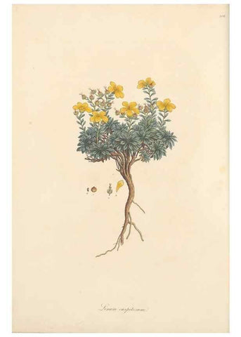 Reproducción/Reproduction 49556865408: Flora Graeca, sive, Plantarum rariorum historia, quas in provinciis aut insulis Graeciae /. Londini :Typis Richardi Taylor et socii, in Vico Shoe-Lane :MDCCCVI-MDCCCXL [1806-1840].. 