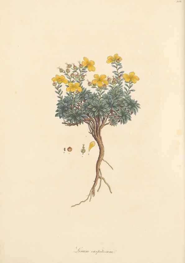 Reproducción/Reproduction 49556865408: Flora Graeca, sive, Plantarum rariorum historia, quas in provinciis aut insulis Graeciae /. Londini :Typis Richardi Taylor et socii, in Vico Shoe-Lane :MDCCCVI-MDCCCXL [1806-1840].. 