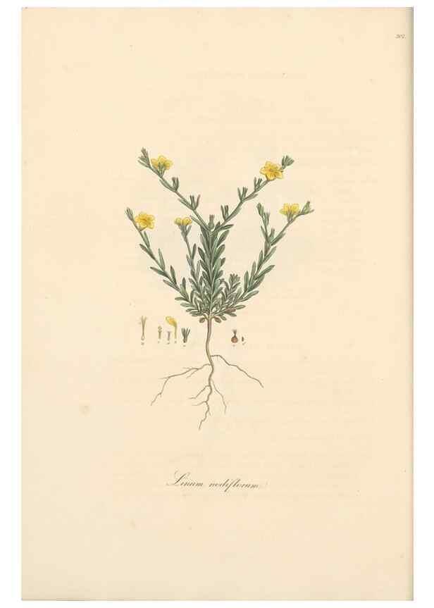 Reproducción/Reproduction 49557599732: Flora Graeca, sive, Plantarum rariorum historia, quas in provinciis aut insulis Graeciae /. Londini :Typis Richardi Taylor et socii, in Vico Shoe-Lane :MDCCCVI-MDCCCXL [1806-1840].. 