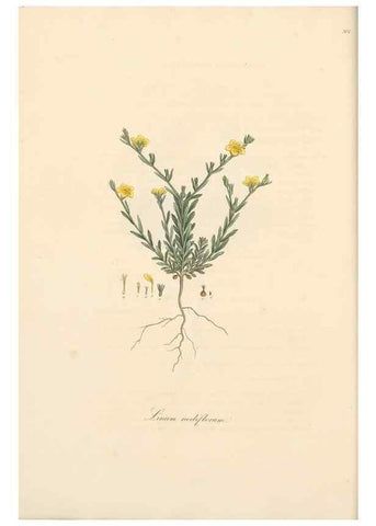 Reproducción/Reproduction 49557599732: Flora Graeca, sive, Plantarum rariorum historia, quas in provinciis aut insulis Graeciae /. Londini :Typis Richardi Taylor et socii, in Vico Shoe-Lane :MDCCCVI-MDCCCXL [1806-1840].. 