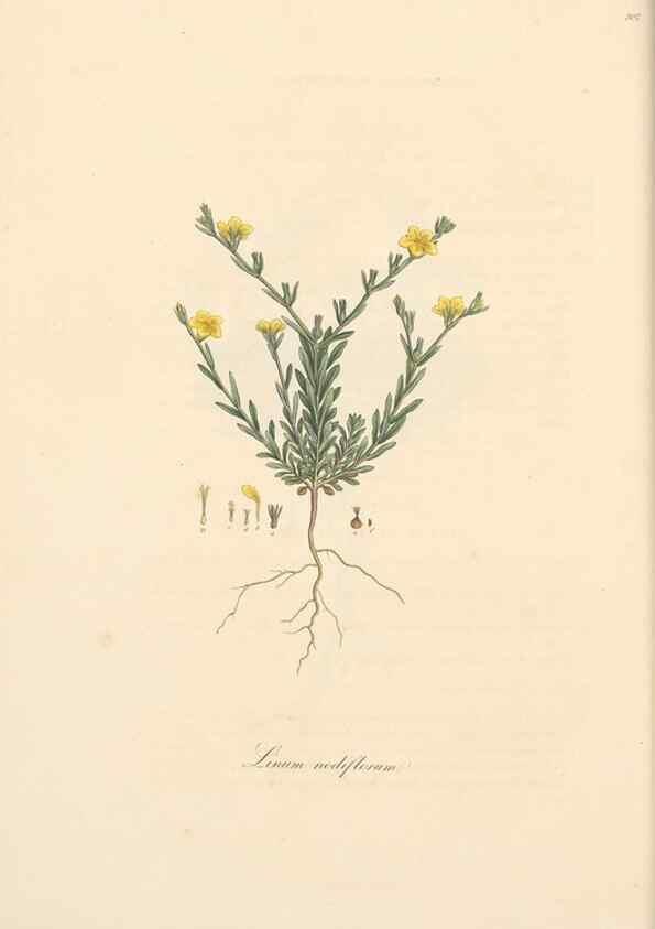 Reproducción/Reproduction 49557599732: Flora Graeca, sive, Plantarum rariorum historia, quas in provinciis aut insulis Graeciae /. Londini :Typis Richardi Taylor et socii, in Vico Shoe-Lane :MDCCCVI-MDCCCXL [1806-1840].. 