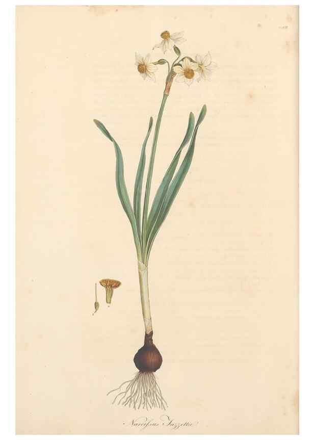Reproducción/Reproduction 49556865968: Flora Graeca, sive, Plantarum rariorum historia, quas in provinciis aut insulis Graeciae /. Londini :Typis Richardi Taylor et socii, in Vico Shoe-Lane :MDCCCVI-MDCCCXL [1806-1840].. 