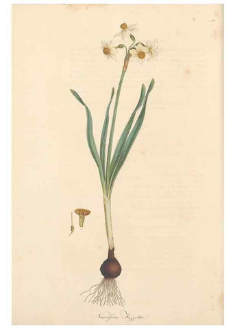 Reproducción/Reproduction 49556865968: Flora Graeca, sive, Plantarum rariorum historia, quas in provinciis aut insulis Graeciae /. Londini :Typis Richardi Taylor et socii, in Vico Shoe-Lane :MDCCCVI-MDCCCXL [1806-1840].. 