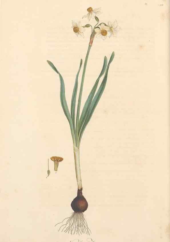 Reproducción/Reproduction 49556865968: Flora Graeca, sive, Plantarum rariorum historia, quas in provinciis aut insulis Graeciae /. Londini :Typis Richardi Taylor et socii, in Vico Shoe-Lane :MDCCCVI-MDCCCXL [1806-1840].. 