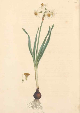Reproducción/Reproduction 49556865968: Flora Graeca, sive, Plantarum rariorum historia, quas in provinciis aut insulis Graeciae /. Londini :Typis Richardi Taylor et socii, in Vico Shoe-Lane :MDCCCVI-MDCCCXL [1806-1840].. 