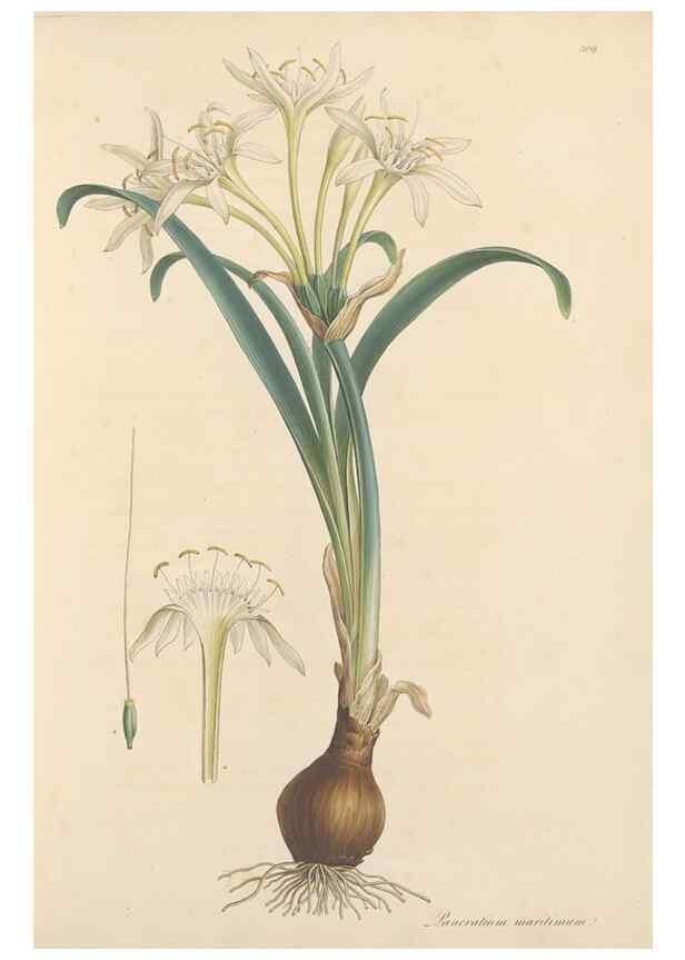 Reproducción/Reproduction 49557364816: Flora Graeca, sive, Plantarum rariorum historia, quas in provinciis aut insulis Graeciae /. Londini :Typis Richardi Taylor et socii, in Vico Shoe-Lane :MDCCCVI-MDCCCXL [1806-1840].. 