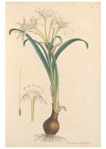 Reproducción/Reproduction 49557364816: Flora Graeca, sive, Plantarum rariorum historia, quas in provinciis aut insulis Graeciae /. Londini :Typis Richardi Taylor et socii, in Vico Shoe-Lane :MDCCCVI-MDCCCXL [1806-1840].. 