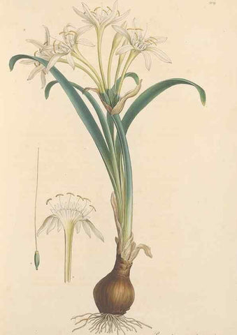 Reproducción/Reproduction 49557364816: Flora Graeca, sive, Plantarum rariorum historia, quas in provinciis aut insulis Graeciae /. Londini :Typis Richardi Taylor et socii, in Vico Shoe-Lane :MDCCCVI-MDCCCXL [1806-1840].. 