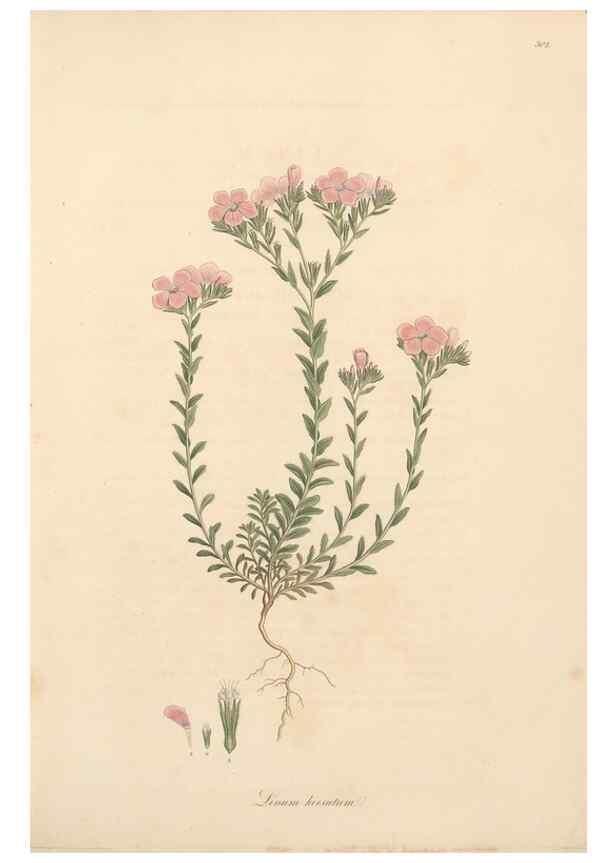 Reproducción/Reproduction 49557362711: Flora Graeca, sive, Plantarum rariorum historia, quas in provinciis aut insulis Graeciae /. Londini :Typis Richardi Taylor et socii, in Vico Shoe-Lane :MDCCCVI-MDCCCXL [1806-1840].. 