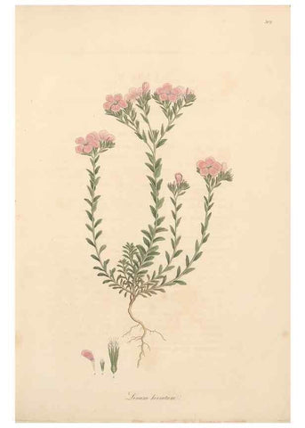 Reproducción/Reproduction 49557362711: Flora Graeca, sive, Plantarum rariorum historia, quas in provinciis aut insulis Graeciae /. Londini :Typis Richardi Taylor et socii, in Vico Shoe-Lane :MDCCCVI-MDCCCXL [1806-1840].. 