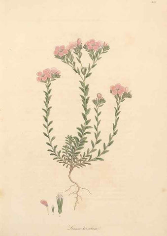 Reproducción/Reproduction 49557362711: Flora Graeca, sive, Plantarum rariorum historia, quas in provinciis aut insulis Graeciae /. Londini :Typis Richardi Taylor et socii, in Vico Shoe-Lane :MDCCCVI-MDCCCXL [1806-1840].. 
