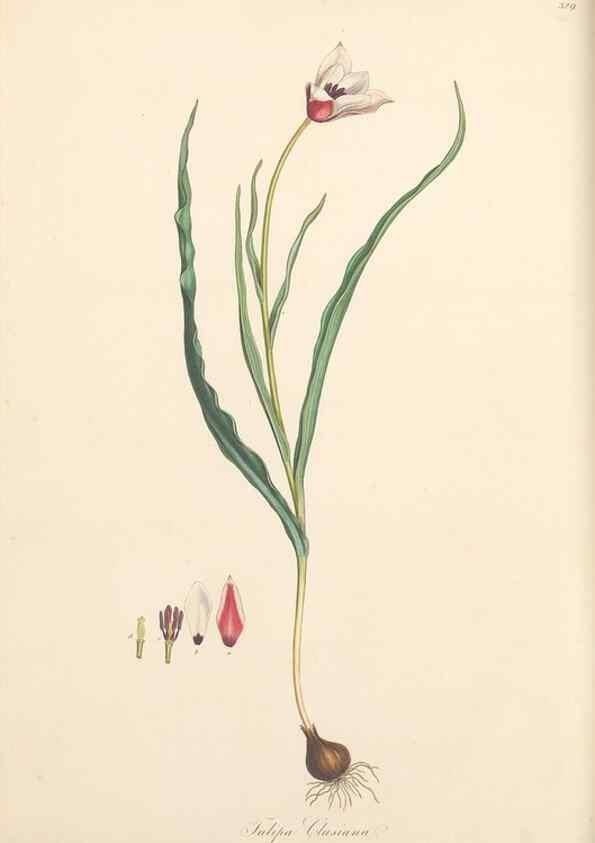 Reproducción/Reproduction 49557605882: Flora Graeca, sive, Plantarum rariorum historia, quas in provinciis aut insulis Graeciae /. Londini :Typis Richardi Taylor et socii, in Vico Shoe-Lane :MDCCCVI-MDCCCXL [1806-1840].. 