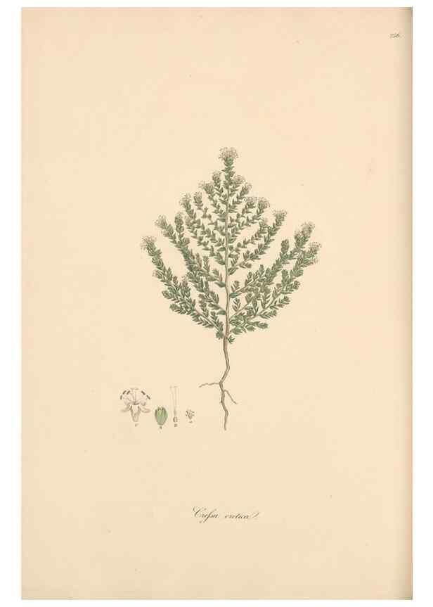 Reproducción/Reproduction 49557207841: Flora Graeca, sive, Plantarum rariorum historia, quas in provinciis aut insulis Graeciae /. Londini :Typis Richardi Taylor et socii, in Vico Shoe-Lane :MDCCCVI-MDCCCXL [1806-1840].. 