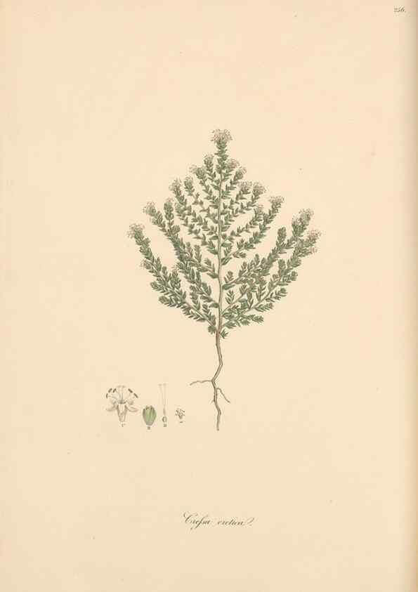 Reproducción/Reproduction 49557207841: Flora Graeca, sive, Plantarum rariorum historia, quas in provinciis aut insulis Graeciae /. Londini :Typis Richardi Taylor et socii, in Vico Shoe-Lane :MDCCCVI-MDCCCXL [1806-1840].. 