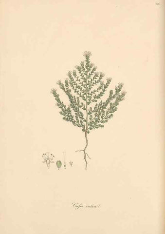 Reproducción/Reproduction 49557207841: Flora Graeca, sive, Plantarum rariorum historia, quas in provinciis aut insulis Graeciae /. Londini :Typis Richardi Taylor et socii, in Vico Shoe-Lane :MDCCCVI-MDCCCXL [1806-1840].. 