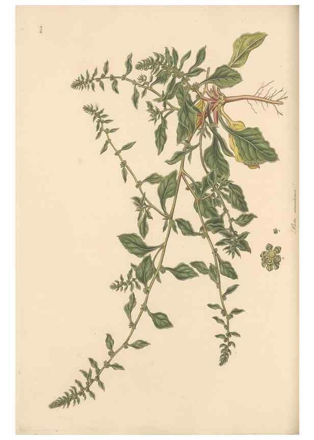 Reproducción/Reproduction 49557440787: Flora Graeca, sive, Plantarum rariorum historia, quas in provinciis aut insulis Graeciae /. Londini :Typis Richardi Taylor et socii, in Vico Shoe-Lane :MDCCCVI-MDCCCXL [1806-1840].. 