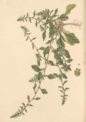 Reproducción/Reproduction 49557440787: Flora Graeca, sive, Plantarum rariorum historia, quas in provinciis aut insulis Graeciae /. Londini :Typis Richardi Taylor et socii, in Vico Shoe-Lane :MDCCCVI-MDCCCXL [1806-1840].. 