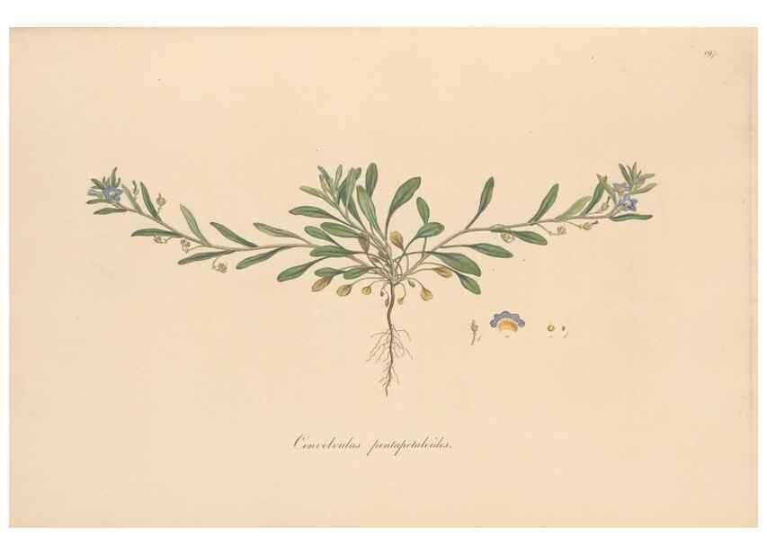 Reproducción/Reproduction 49557127327: Flora Graeca, sive, Plantarum rariorum historia, quas in provinciis aut insulis Graeciae /. Londini :Typis Richardi Taylor et socii, in Vico Shoe-Lane :MDCCCVI-MDCCCXL [1806-1840].. 