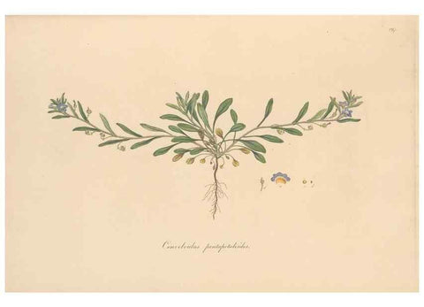 Reproducción/Reproduction 49557127327: Flora Graeca, sive, Plantarum rariorum historia, quas in provinciis aut insulis Graeciae /. Londini :Typis Richardi Taylor et socii, in Vico Shoe-Lane :MDCCCVI-MDCCCXL [1806-1840].. 