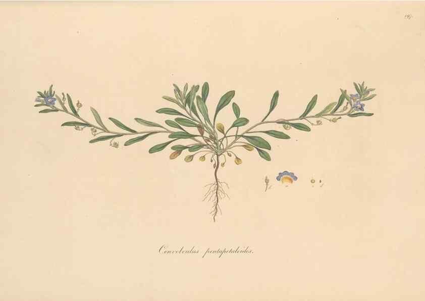 Reproducción/Reproduction 49557127327: Flora Graeca, sive, Plantarum rariorum historia, quas in provinciis aut insulis Graeciae /. Londini :Typis Richardi Taylor et socii, in Vico Shoe-Lane :MDCCCVI-MDCCCXL [1806-1840].. 