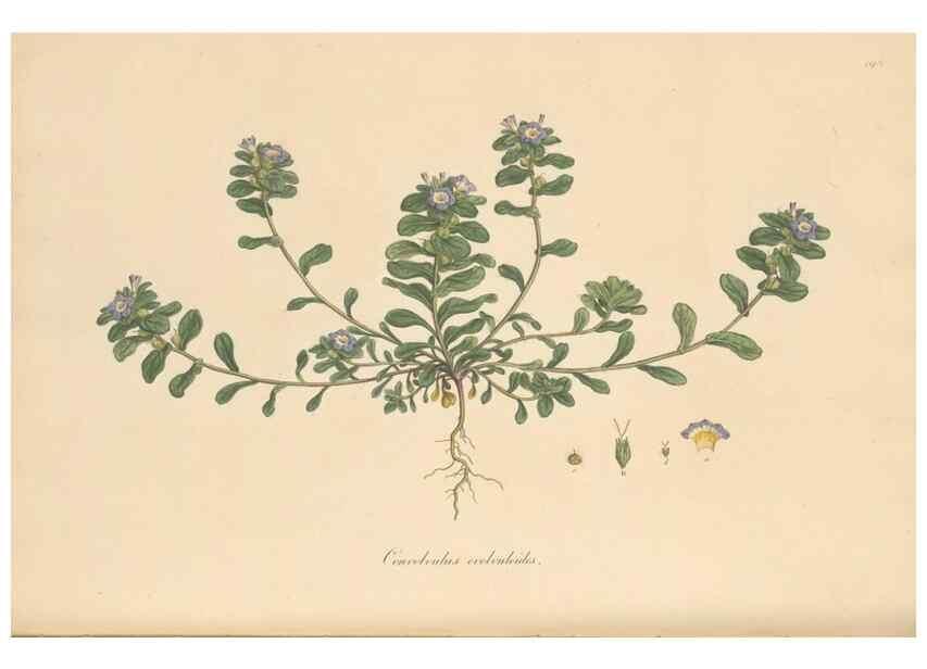 Reproducción/Reproduction 49556394208: Flora Graeca, sive, Plantarum rariorum historia, quas in provinciis aut insulis Graeciae /. Londini :Typis Richardi Taylor et socii, in Vico Shoe-Lane :MDCCCVI-MDCCCXL [1806-1840].. 