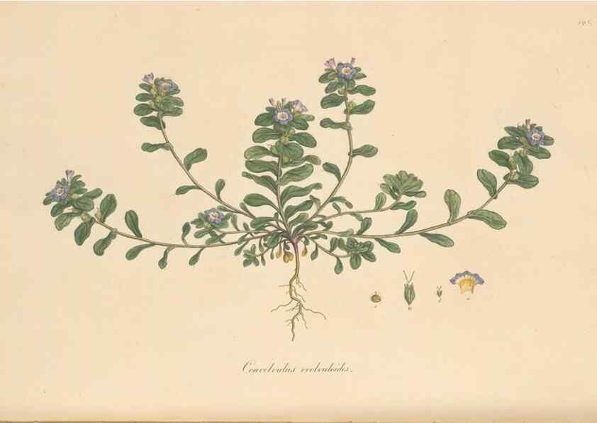 Reproducción/Reproduction 49556394208: Flora Graeca, sive, Plantarum rariorum historia, quas in provinciis aut insulis Graeciae /. Londini :Typis Richardi Taylor et socii, in Vico Shoe-Lane :MDCCCVI-MDCCCXL [1806-1840].. 