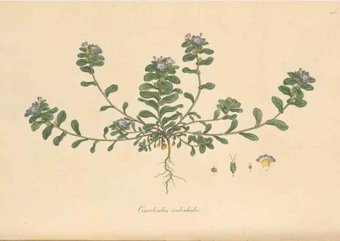Reproducción/Reproduction 49556394208: Flora Graeca, sive, Plantarum rariorum historia, quas in provinciis aut insulis Graeciae /. Londini :Typis Richardi Taylor et socii, in Vico Shoe-Lane :MDCCCVI-MDCCCXL [1806-1840].. 