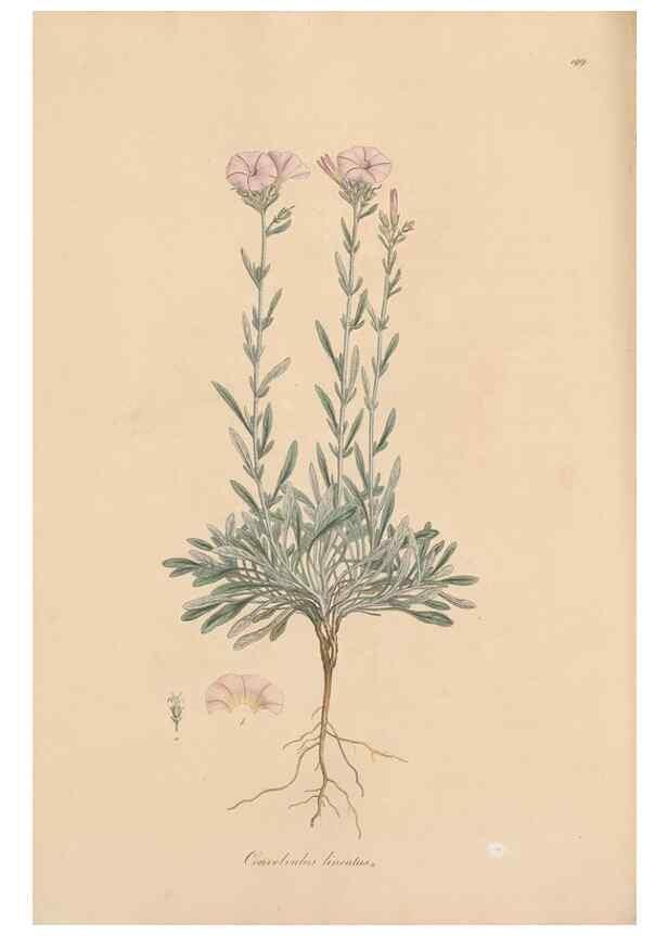 Reproducción/Reproduction 49557127992: Flora Graeca, sive, Plantarum rariorum historia, quas in provinciis aut insulis Graeciae /. Londini :Typis Richardi Taylor et socii, in Vico Shoe-Lane :MDCCCVI-MDCCCXL [1806-1840].. 
