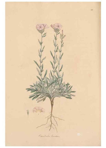 Reproducción/Reproduction 49557127992: Flora Graeca, sive, Plantarum rariorum historia, quas in provinciis aut insulis Graeciae /. Londini :Typis Richardi Taylor et socii, in Vico Shoe-Lane :MDCCCVI-MDCCCXL [1806-1840].. 