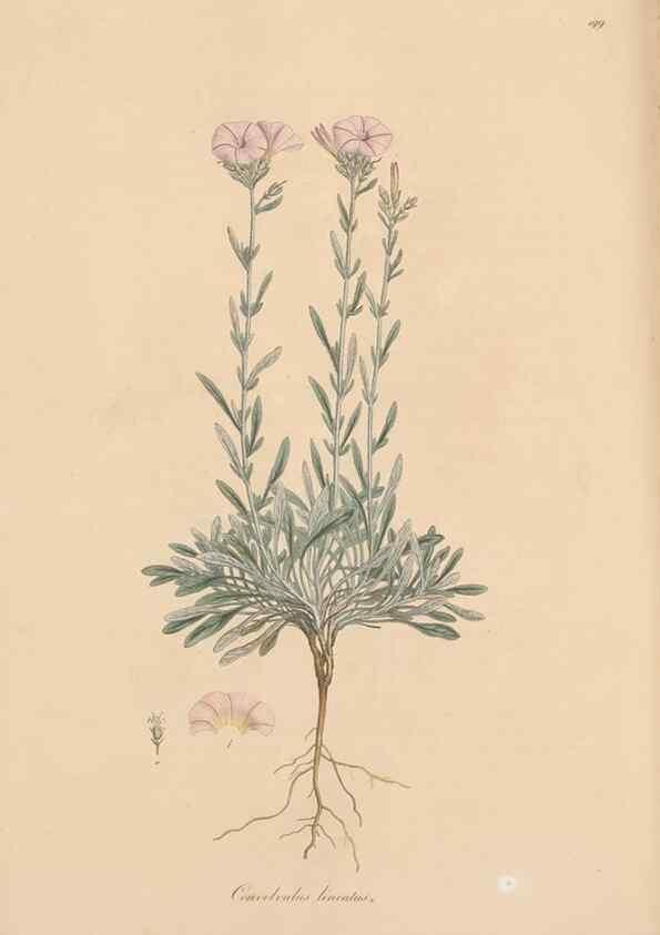 Reproducción/Reproduction 49557127992: Flora Graeca, sive, Plantarum rariorum historia, quas in provinciis aut insulis Graeciae /. Londini :Typis Richardi Taylor et socii, in Vico Shoe-Lane :MDCCCVI-MDCCCXL [1806-1840].. 