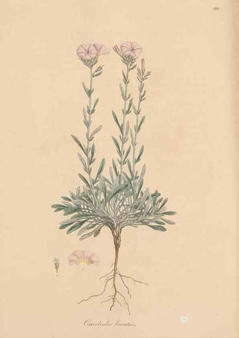 Reproducción/Reproduction 49557127992: Flora Graeca, sive, Plantarum rariorum historia, quas in provinciis aut insulis Graeciae /. Londini :Typis Richardi Taylor et socii, in Vico Shoe-Lane :MDCCCVI-MDCCCXL [1806-1840].. 
