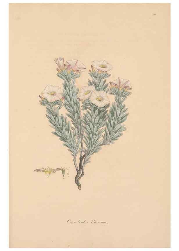 Reproducción/Reproduction 49557128272: Flora Graeca, sive, Plantarum rariorum historia, quas in provinciis aut insulis Graeciae /. Londini :Typis Richardi Taylor et socii, in Vico Shoe-Lane :MDCCCVI-MDCCCXL [1806-1840].. 