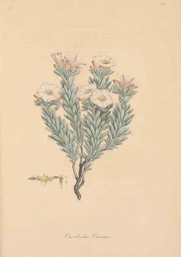 Reproducción/Reproduction 49557128272: Flora Graeca, sive, Plantarum rariorum historia, quas in provinciis aut insulis Graeciae /. Londini :Typis Richardi Taylor et socii, in Vico Shoe-Lane :MDCCCVI-MDCCCXL [1806-1840].. 