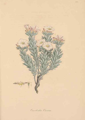 Reproducción/Reproduction 49557128272: Flora Graeca, sive, Plantarum rariorum historia, quas in provinciis aut insulis Graeciae /. Londini :Typis Richardi Taylor et socii, in Vico Shoe-Lane :MDCCCVI-MDCCCXL [1806-1840].. 