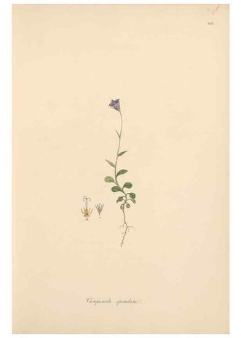 Reproducción/Reproduction 49556693353: Flora Graeca, sive, Plantarum rariorum historia, quas in provinciis aut insulis Graeciae /. Londini :Typis Richardi Taylor et socii, in Vico Shoe-Lane :MDCCCVI-MDCCCXL [1806-1840].. 