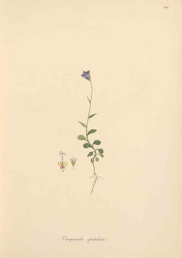 Reproducción/Reproduction 49556693353: Flora Graeca, sive, Plantarum rariorum historia, quas in provinciis aut insulis Graeciae /. Londini :Typis Richardi Taylor et socii, in Vico Shoe-Lane :MDCCCVI-MDCCCXL [1806-1840].. 