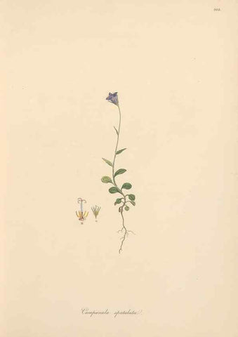 Reproducción/Reproduction 49556693353: Flora Graeca, sive, Plantarum rariorum historia, quas in provinciis aut insulis Graeciae /. Londini :Typis Richardi Taylor et socii, in Vico Shoe-Lane :MDCCCVI-MDCCCXL [1806-1840].. 