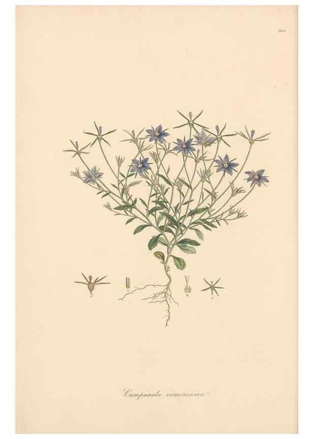 Reproducción/Reproduction 49556693798: Flora Graeca, sive, Plantarum rariorum historia, quas in provinciis aut insulis Graeciae /. Londini :Typis Richardi Taylor et socii, in Vico Shoe-Lane :MDCCCVI-MDCCCXL [1806-1840].. 