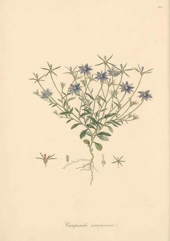 Reproducción/Reproduction 49556693798: Flora Graeca, sive, Plantarum rariorum historia, quas in provinciis aut insulis Graeciae /. Londini :Typis Richardi Taylor et socii, in Vico Shoe-Lane :MDCCCVI-MDCCCXL [1806-1840].. 