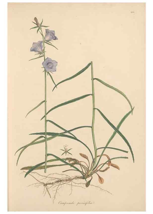 Reproducción/Reproduction 49557193061: Flora Graeca, sive, Plantarum rariorum historia, quas in provinciis aut insulis Graeciae /. Londini :Typis Richardi Taylor et socii, in Vico Shoe-Lane :MDCCCVI-MDCCCXL [1806-1840].. 
