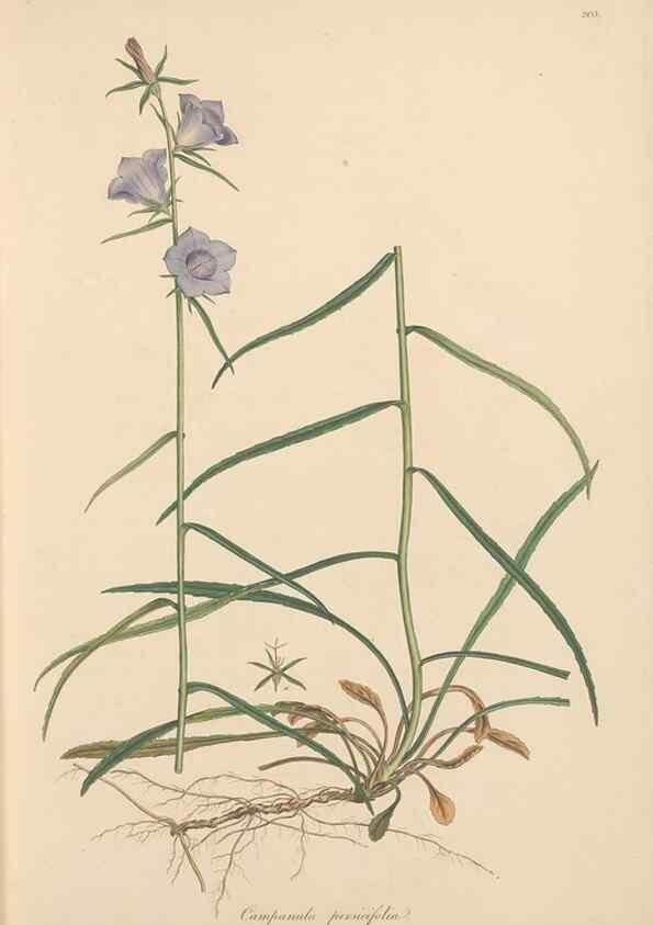 Reproducción/Reproduction 49557193061: Flora Graeca, sive, Plantarum rariorum historia, quas in provinciis aut insulis Graeciae /. Londini :Typis Richardi Taylor et socii, in Vico Shoe-Lane :MDCCCVI-MDCCCXL [1806-1840].. 