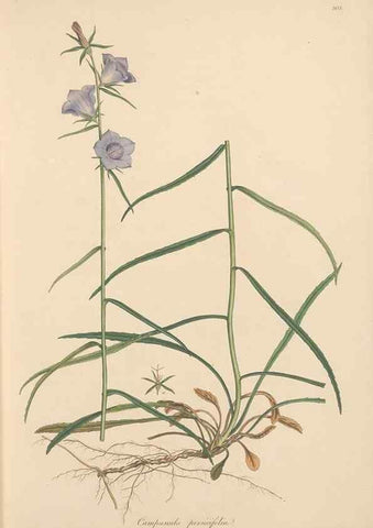 Reproducción/Reproduction 49557193061: Flora Graeca, sive, Plantarum rariorum historia, quas in provinciis aut insulis Graeciae /. Londini :Typis Richardi Taylor et socii, in Vico Shoe-Lane :MDCCCVI-MDCCCXL [1806-1840].. 