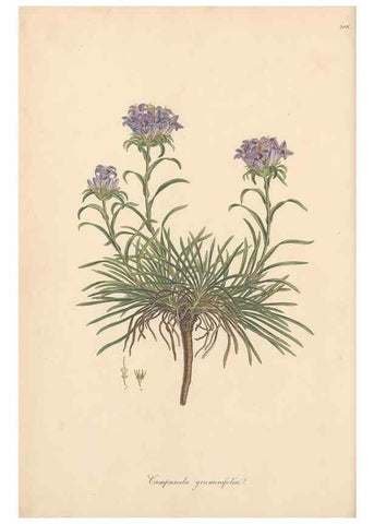 Reproducción/Reproduction 49557193406: Flora Graeca, sive, Plantarum rariorum historia, quas in provinciis aut insulis Graeciae /. Londini :Typis Richardi Taylor et socii, in Vico Shoe-Lane :MDCCCVI-MDCCCXL [1806-1840].. 