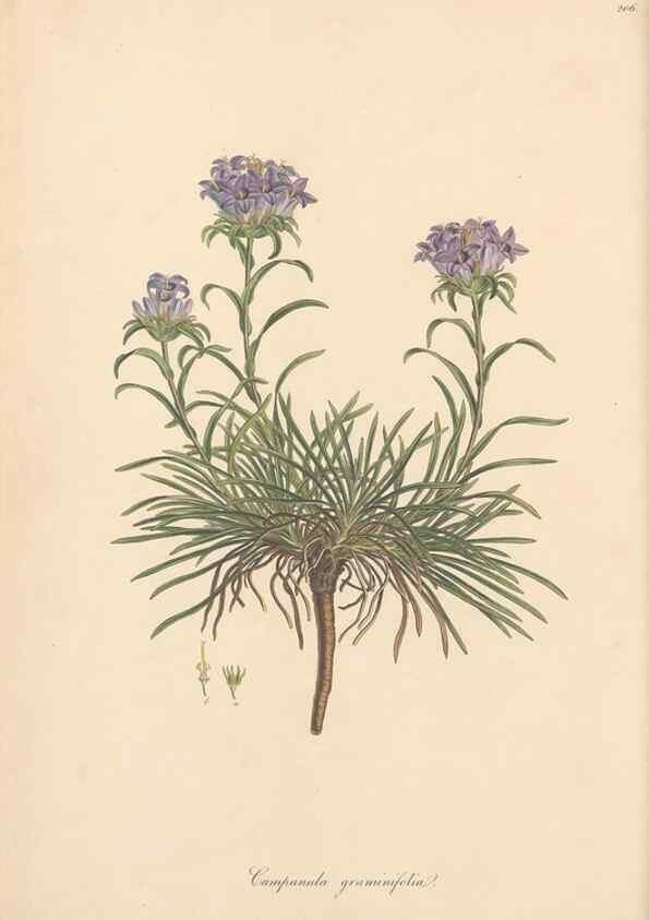 Reproducción/Reproduction 49557193406: Flora Graeca, sive, Plantarum rariorum historia, quas in provinciis aut insulis Graeciae /. Londini :Typis Richardi Taylor et socii, in Vico Shoe-Lane :MDCCCVI-MDCCCXL [1806-1840].. 
