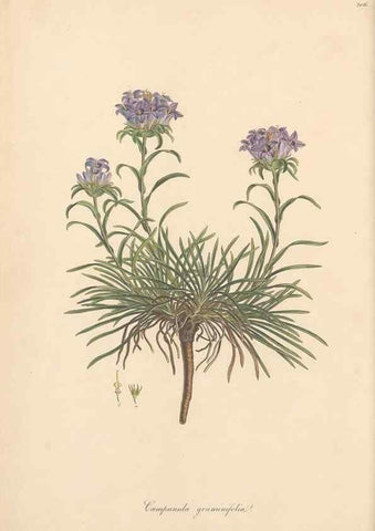 Reproducción/Reproduction 49557193406: Flora Graeca, sive, Plantarum rariorum historia, quas in provinciis aut insulis Graeciae /. Londini :Typis Richardi Taylor et socii, in Vico Shoe-Lane :MDCCCVI-MDCCCXL [1806-1840].. 