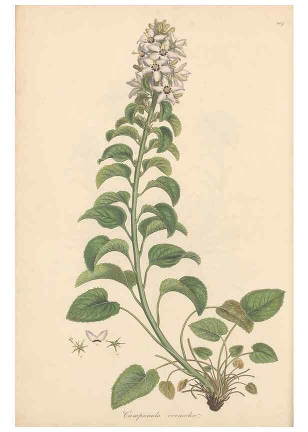 Reproducción/Reproduction 49556694873: Flora Graeca, sive, Plantarum rariorum historia, quas in provinciis aut insulis Graeciae /. Londini :Typis Richardi Taylor et socii, in Vico Shoe-Lane :MDCCCVI-MDCCCXL [1806-1840].. 