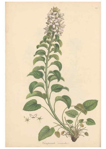 Reproducción/Reproduction 49556694873: Flora Graeca, sive, Plantarum rariorum historia, quas in provinciis aut insulis Graeciae /. Londini :Typis Richardi Taylor et socii, in Vico Shoe-Lane :MDCCCVI-MDCCCXL [1806-1840].. 