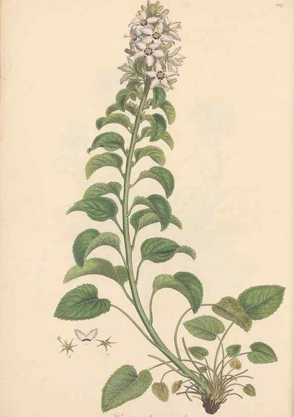Reproducción/Reproduction 49556694873: Flora Graeca, sive, Plantarum rariorum historia, quas in provinciis aut insulis Graeciae /. Londini :Typis Richardi Taylor et socii, in Vico Shoe-Lane :MDCCCVI-MDCCCXL [1806-1840].. 