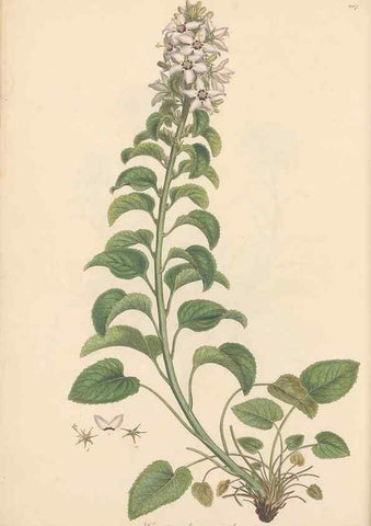 Reproducción/Reproduction 49556694873: Flora Graeca, sive, Plantarum rariorum historia, quas in provinciis aut insulis Graeciae /. Londini :Typis Richardi Taylor et socii, in Vico Shoe-Lane :MDCCCVI-MDCCCXL [1806-1840].. 